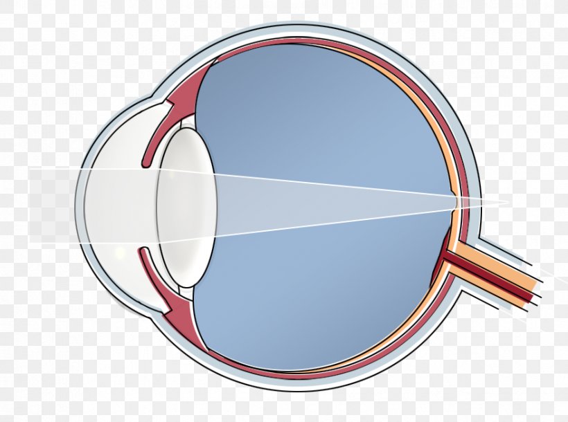 Mennen & De Cock Contactlenzen Human Eye, PNG, 879x654px, Human Eye, Eye, Eye Care Professional, Hoger Beroepsonderwijs, Image Scanner Download Free