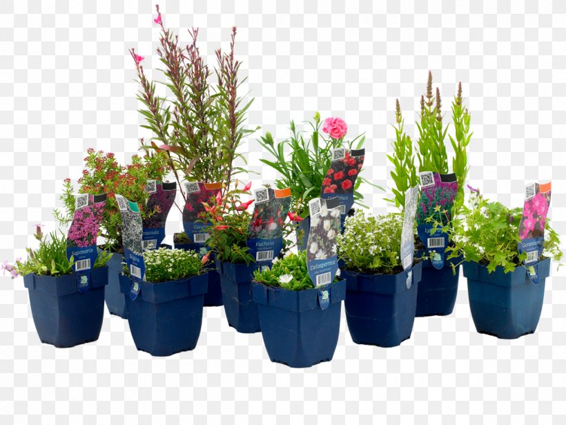 Aralia Garden Center Voorne-Putten Floral Design Flowerpot Houseplant, PNG, 1200x900px, Voorneputten, Artificial Flower, Cut Flowers, Evergreen, Floral Design Download Free