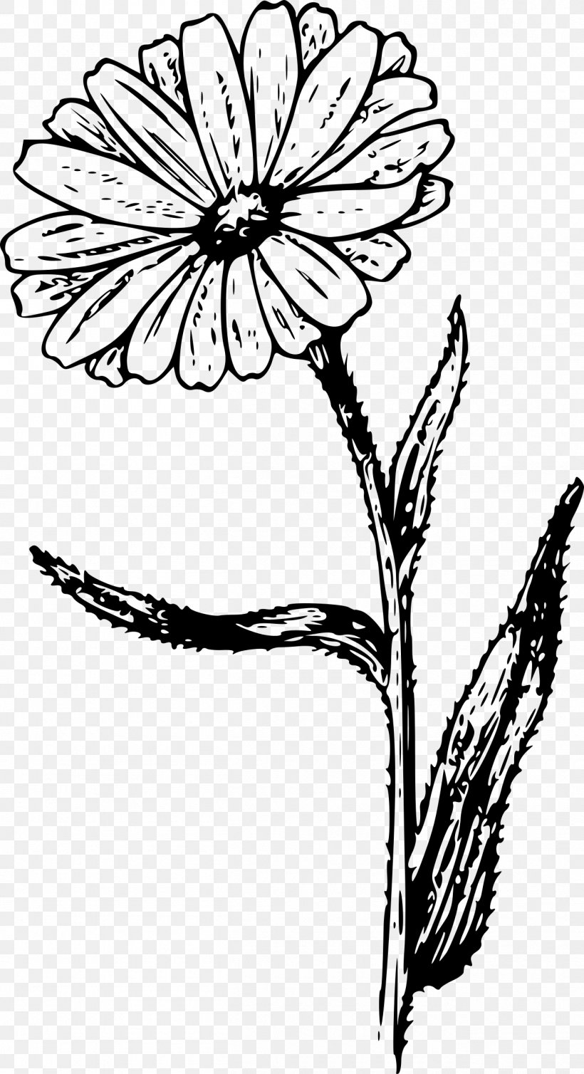 Calendula Officinalis Drawing Botanical Illustration Clip Art, PNG, 1305x2400px, Calendula Officinalis, Artwork, Black And White, Botanical Illustration, Botany Download Free
