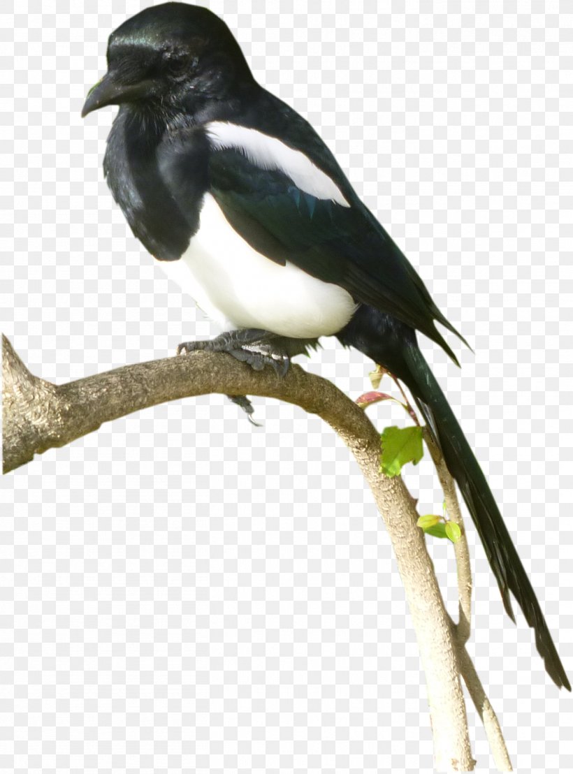 Eurasian Magpie Bird .com Beak, PNG, 1411x1908px, Eurasian Magpie, Aile, American Sparrows, Animal, Animal Sauvage Download Free