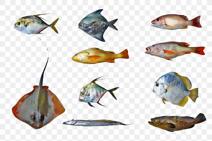 Fish Fish Bony-fish Pomacentridae, PNG, 2452x1632px, Fish, Bonyfish, Pomacentridae Download Free