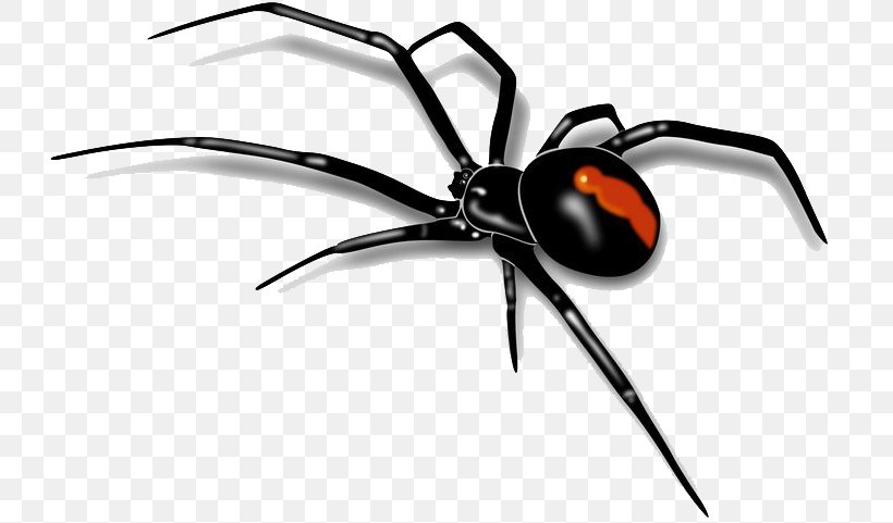 Spider Southern Black Widow Clip Art, PNG, 736x481px, Spider, Amazing Spiders, Arachnid, Arthropod, Black Widow Download Free