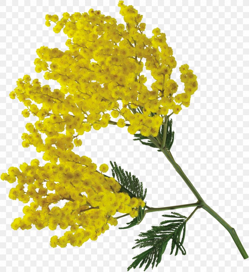 Acacia Dealbata Flower Torta Mimosa International Women's Day, PNG, 2450x2684px, Acacia Dealbata, Acacia Pycnantha, Branch, Brassica Rapa, Cut Flowers Download Free