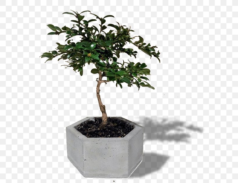 Bonsai Sageretia Theezans Tree Houseplant Flowerpot, PNG, 600x633px, Bonsai, Bird, Flowerpot, Houseplant, Plant Download Free