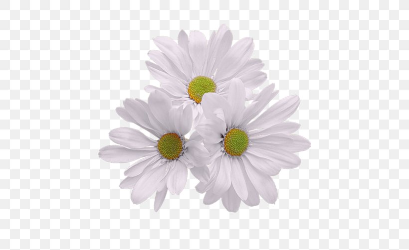 Borders And Frames Clip Art Floral Bouquets Image, PNG, 502x502px, Borders And Frames, African Daisy, Artificial Flower, Aster, Asterales Download Free