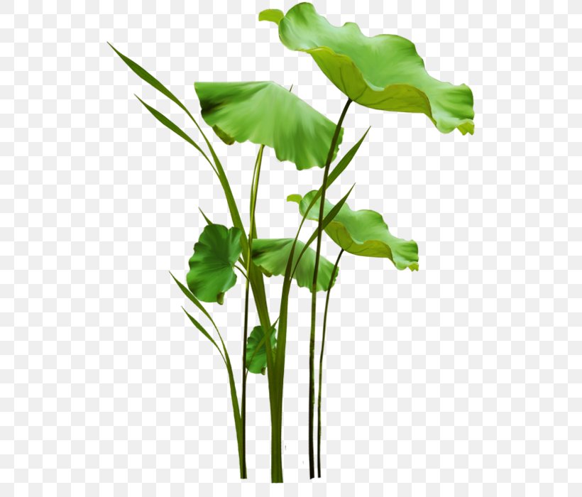 Cut Flowers Leaf Vegetable Herb Plant Stem, PNG, 523x700px, Cut Flowers, Branch, Branching, Flower, Flowerpot Download Free