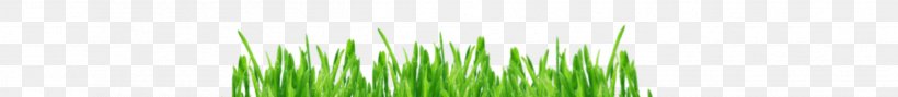 Grasses Line, PNG, 2498x272px, Grasses, Family, Grass, Grass Family, Green Download Free