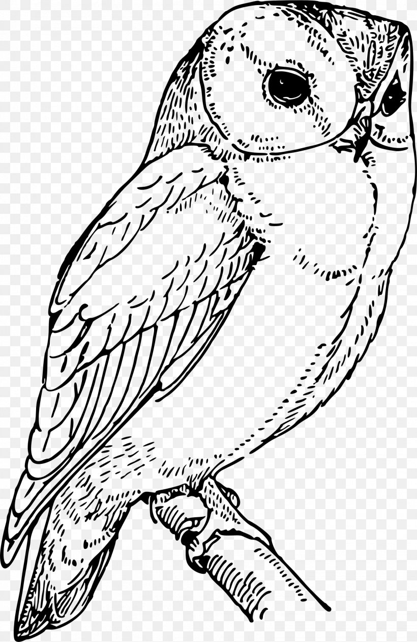 Owl Drawing Clip Art, PNG, 1559x2399px, Owl, Art, Artwork, Beak, Bird Download Free