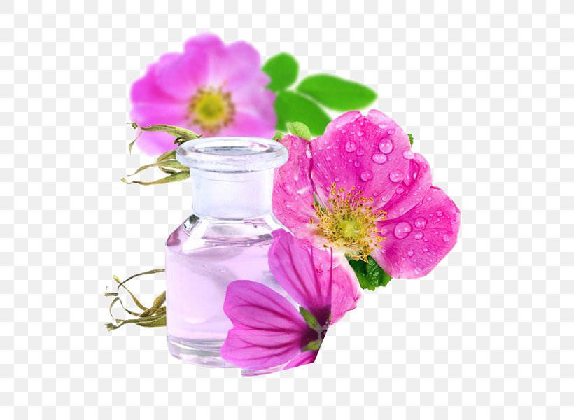 Sweet-Brier Rose Oil Skin Damask Rose, PNG, 600x600px, Sweetbrier, Argan Oil, Cabbage Rose, Copaiba, Cosmetics Download Free