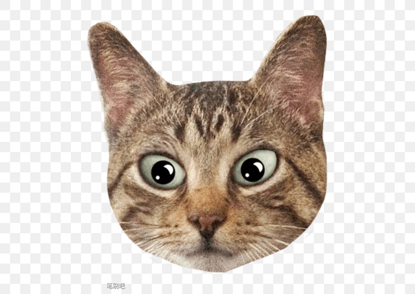 Kitten Cat Avatar, PNG, 580x580px, 3d Computer Graphics, Kitten, American Shorthair, American Wirehair, Asian Download Free