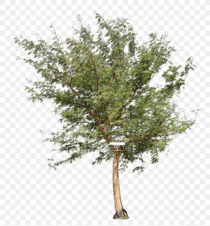 Tree Vachellia Xanthophloea Acacia Galpinii, PNG, 2880x3104px, Tree, Acacia, Acacia Galpinii, Acacia Sieberiana, Afrocarpus Falcatus Download Free