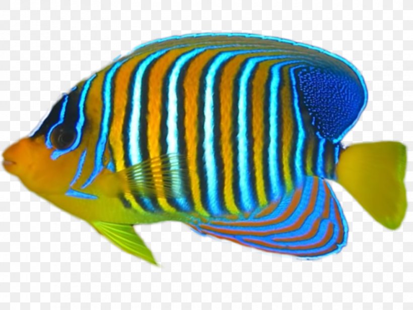 Tropical Fish Coral Reef Fish, PNG, 980x735px, Tropical Fish, Avg Antivirus, Coral Reef, Coral Reef Fish, Digital Image Download Free
