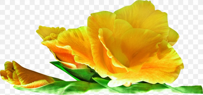 Flower Yellow Clip Art, PNG, 2509x1179px, Flower, Color, Flowering Plant, Herbaceous Plant, Ifwe Download Free