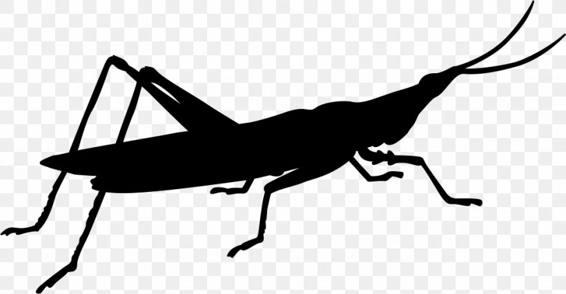 Grasshopper Caelifera Cricket Locust Beetle, PNG, 981x510px, Grasshopper, Arthropod, Beetle, Blackandwhite, Caelifera Download Free