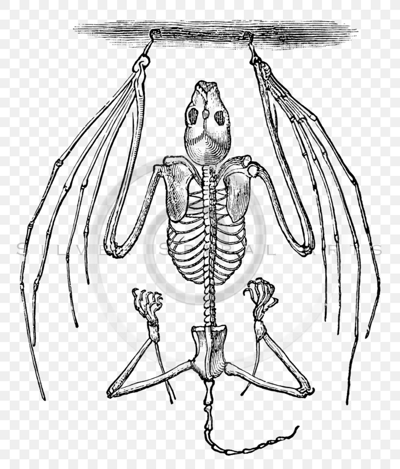 Human Skeleton Clip Art Bat Bone, PNG, 778x960px, Watercolor, Cartoon, Flower, Frame, Heart Download Free