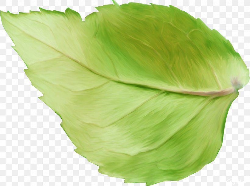 Leaf Plant, PNG, 1200x896px, Leaf, Computer Software, Houseplant, Image Processing, Leaf Vegetable Download Free