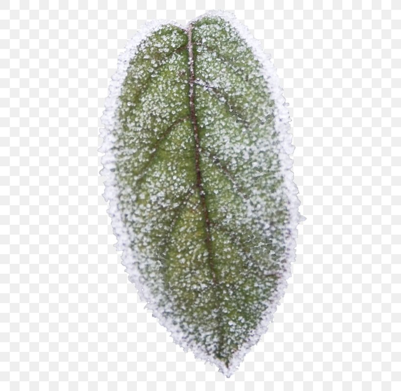 Leaf Tree, PNG, 450x800px, Leaf, Grass, Organism, Tree Download Free
