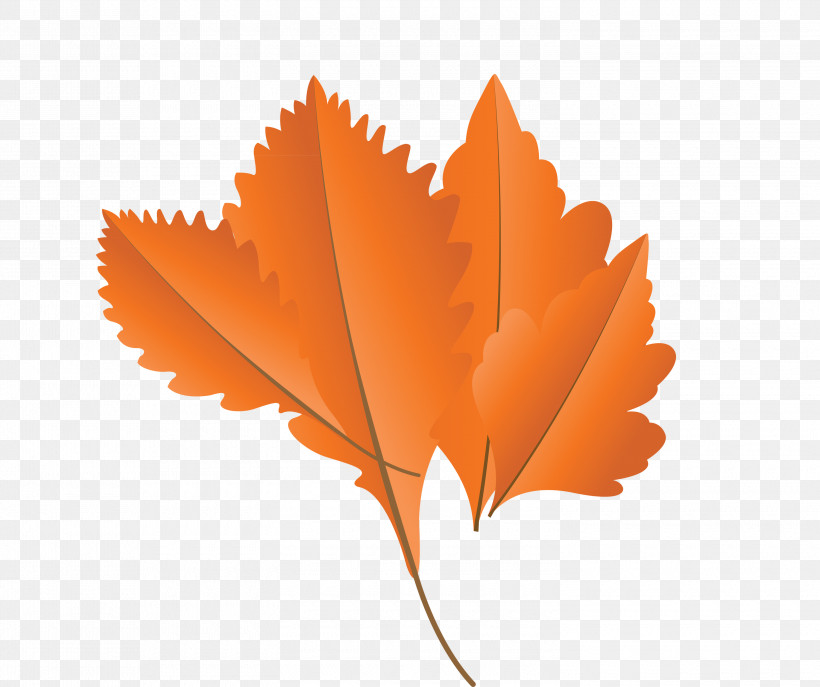 Maple Leaf, PNG, 3000x2517px, Autumn Leaf, Biology, Cartoon Leaf, Fall Leaf, Leaf Download Free