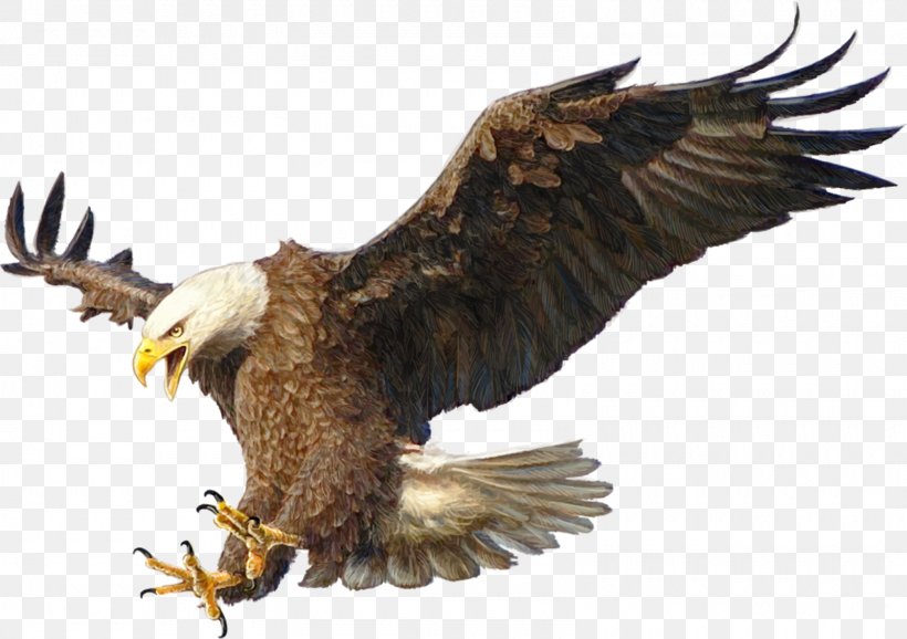 Bald Eagle Drawing Bird, PNG, 1600x1129px, Bald Eagle, Accipitriformes, Beak, Bird, Bird Of Prey Download Free