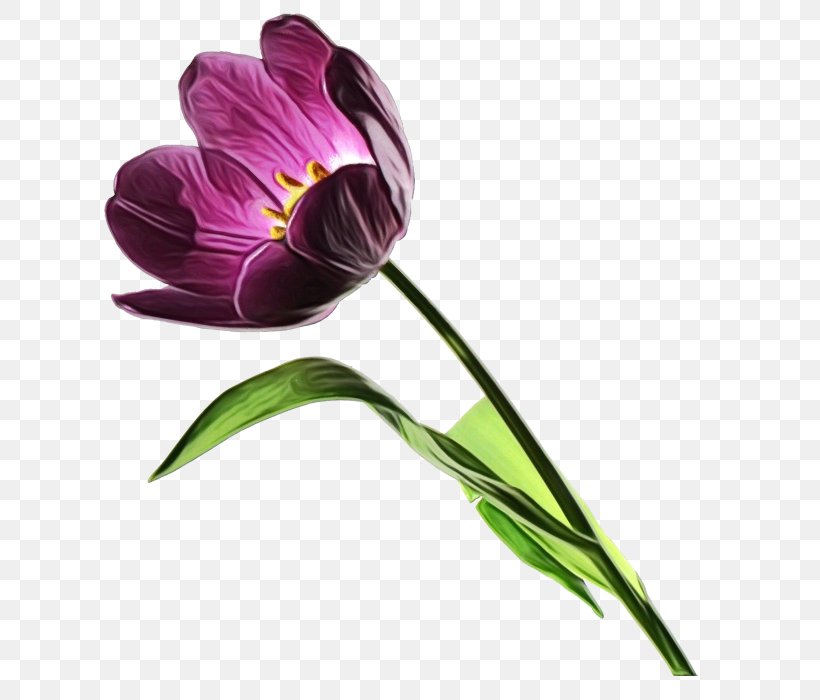 Flower Plant Violet Purple Petal, PNG, 664x700px, Watercolor, Crocus, Flower, Paint, Pedicel Download Free