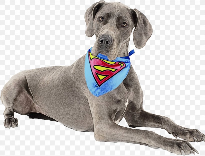 Gun Cartoon, PNG, 2041x1549px, Weimaraner, Blog, Blue Lacy, Breed, Collar Download Free