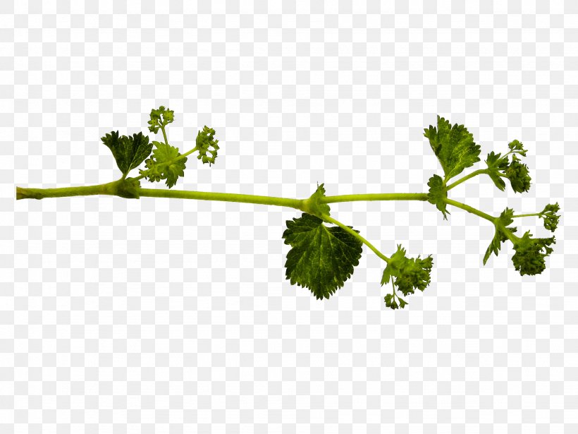 Parsley Painting Flower, PNG, 2048x1536px, Parsley, Apple, Branch, Coriander, Festival Download Free