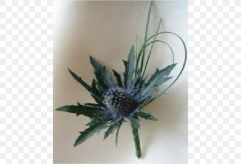 Flower Bouquet Buttonhole Thistle Eryngium Maritimum, PNG, 555x557px, Flower, Berry, Button, Buttonhole, Calluna Download Free