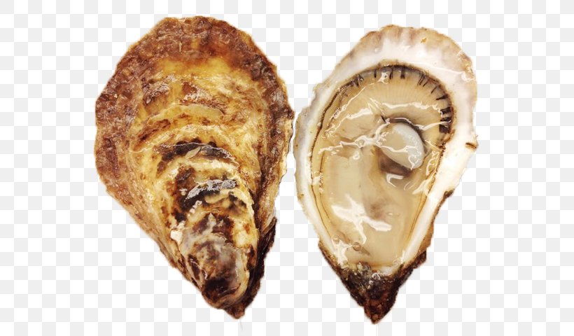 Oyster Clam Seafood La Mer Crème De La Mer, PNG, 600x480px, Oyster, Animal Source Foods, Book, Clam, Clams Oysters Mussels And Scallops Download Free