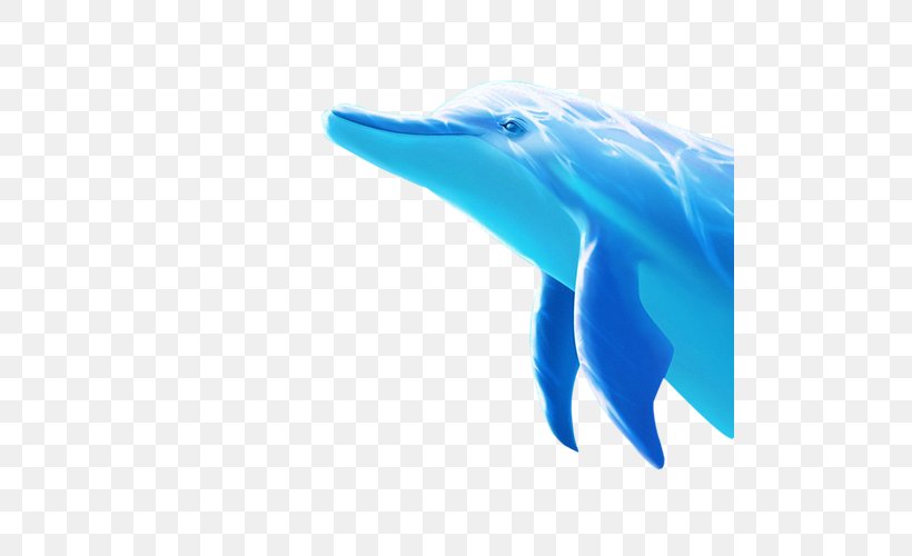Tucuxi Dolphin, Dolphin Porpoise Blue, PNG, 500x500px, Tucuxi, Aqua, Aquatic Mammal, Azure, Blue Download Free