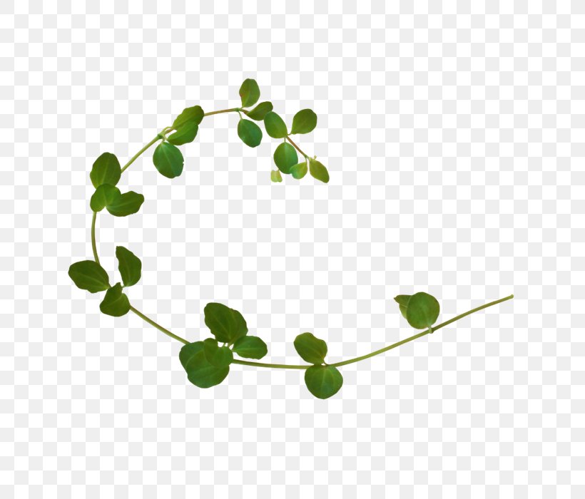 Vine Plant Clip Art, PNG, 700x700px, Vine, Art, Branch, Data Compression, Flowering Plant Download Free