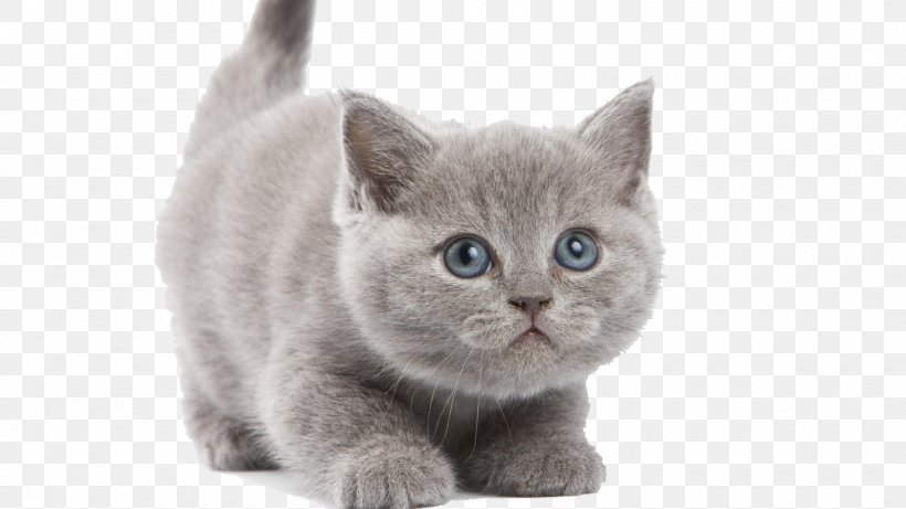 Cat Kitten Desktop Wallpaper Clip Art, PNG, 1600x900px, Cat, Asian, British Semi Longhair, British Shorthair, Carnivoran Download Free