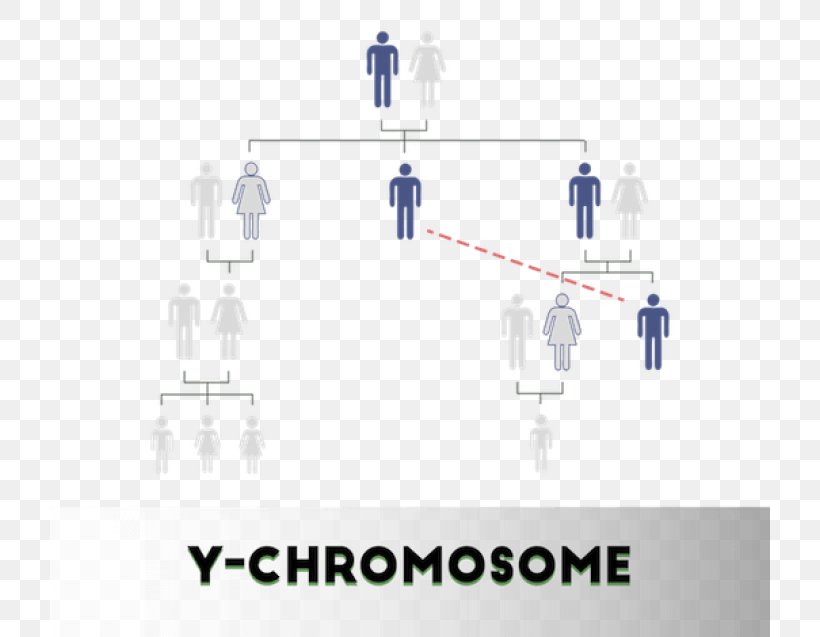 DNA Paternity Testing Y Chromosome DNA Profiling Non-Invasive Prenatal Testing, PNG, 720x637px, Dna Paternity Testing, Assay, Brand, Chromosome, Diagram Download Free