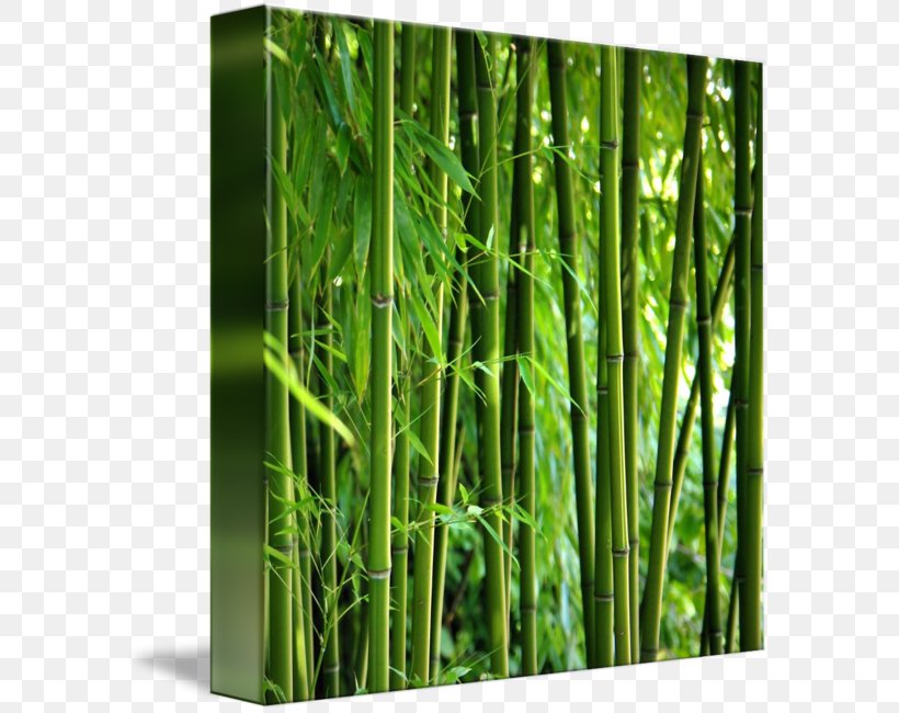 Email Marketing Bamboo, PNG, 589x650px, Email, Afacere, Bamboo, Bamboo Zen Spa, Being Download Free