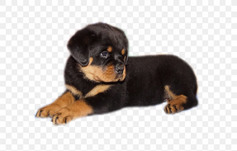 Rottweiler Puppy Companion Dog Dog Breed, PNG, 922x589px, Rottweiler, Breed, Breed Group Dog, Carnivoran, Companion Dog Download Free