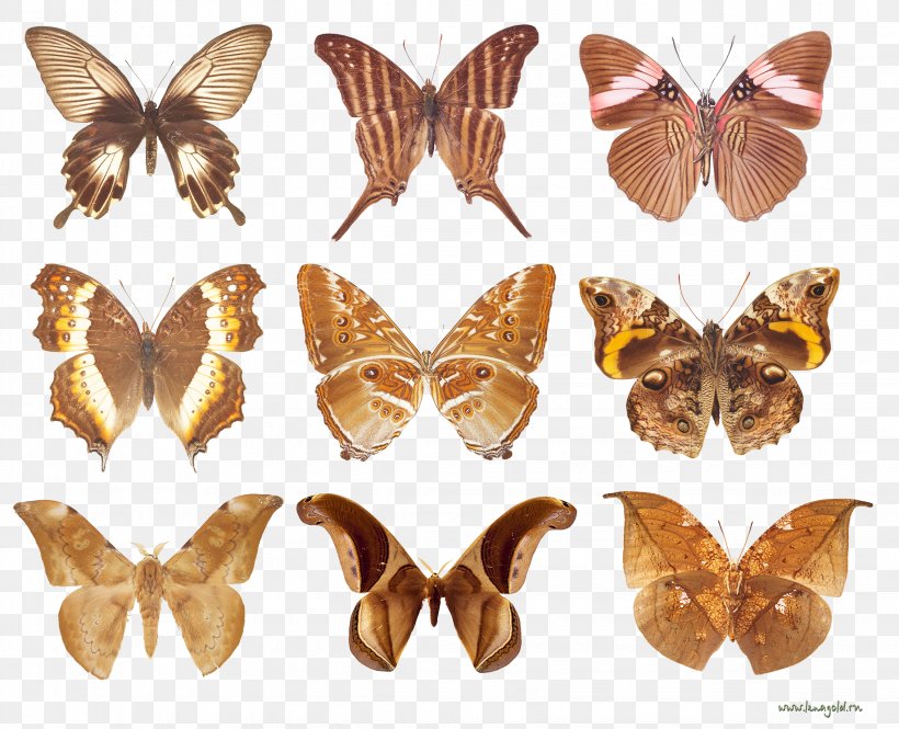Brush-footed Butterflies Butterflies And Moths Animal 10.Бабочки, PNG, 2261x1834px, Brushfooted Butterflies, Animal, Arthropod, Brush Footed Butterfly, Butterflies And Moths Download Free