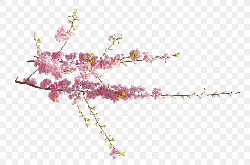 Cherry Blossom Flower Clip Art, PNG, 1280x845px, Cherry Blossom, Blog, Blossom, Body Jewelry, Branch Download Free