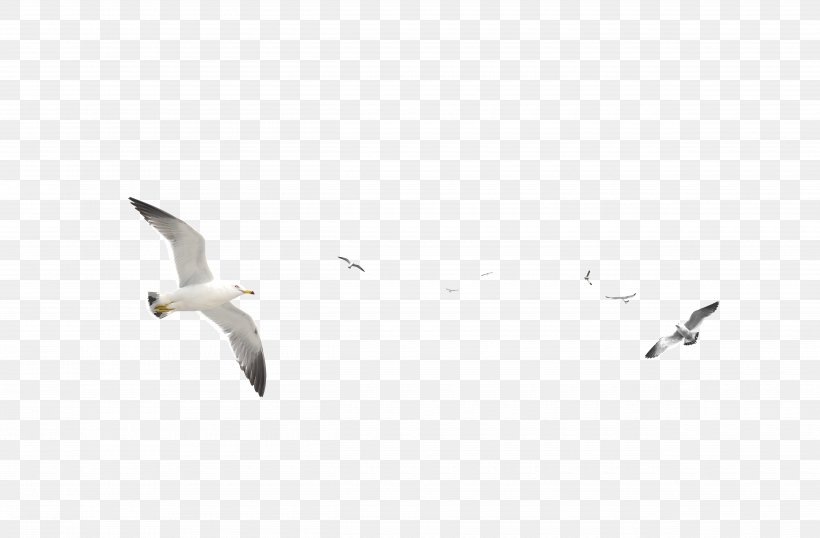 European Herring Gull Gulls Bird, PNG, 5000x3286px, European Herring Gull, Aile, American Herring Gull, Animal Migration, Beak Download Free