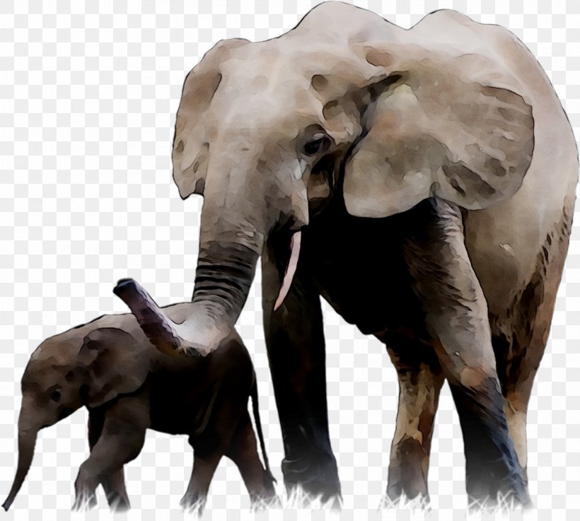 Indian Elephant African Elephant Association Soland France Tusk, PNG, 1181x1062px, 01netcom, Indian Elephant, African Elephant, Animal, Animal Figure Download Free