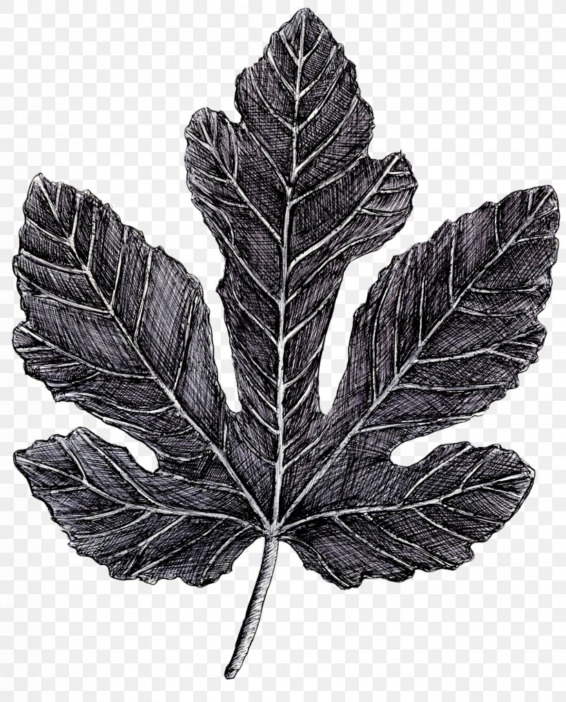 Leaf Tree Of Life Birch, PNG, 1672x2073px, Leaf, Beech, Birch, Black, Black And White Download Free