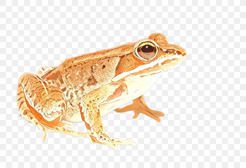 True Frog Amphibians Clip Art, PNG, 1081x739px, Frog, Amphibian, Amphibians, Beaked Toad, Bufo Download Free