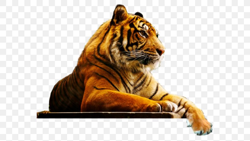 4K Resolution Ultra-high-definition Television YouTube LED-backlit LCD, PNG, 600x463px, 4k Resolution, Big Cats, Carnivoran, Cat Like Mammal, Fauna Download Free