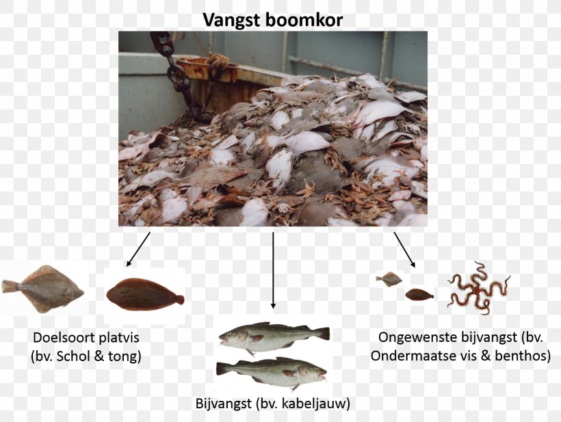 Bottom Trawling Demersal Fish Atlantic Cod Whiting, PNG, 1350x1017px, Bottom Trawling, Atlantic Cod, Cross Section, Demersal Fish, Drawing Download Free