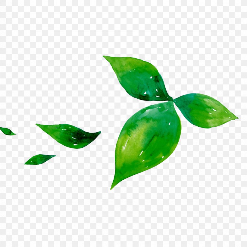 Green Tea Leaf Matcha, PNG, 1181x1181px, Tea, Black Tea, Cup, Green, Green Tea Download Free