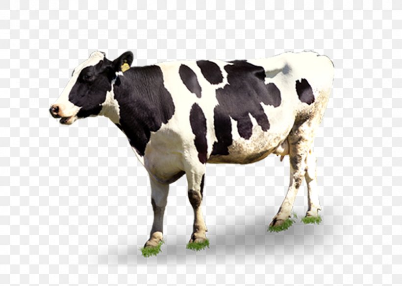 Dairy Cattle Automatic Milking, PNG, 850x606px, Cattle, Advertising, Automatic Milking, Calf, Cattle Like Mammal Download Free