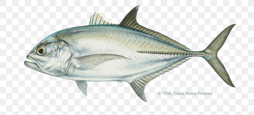 Giant Trevally Pacific Crevalle Jack Bigeye Trevally Bluefin Trevally, PNG, 720x371px, Giant Trevally, Amberjack, Anchovy, Bigeye Trevally, Black Jack Download Free