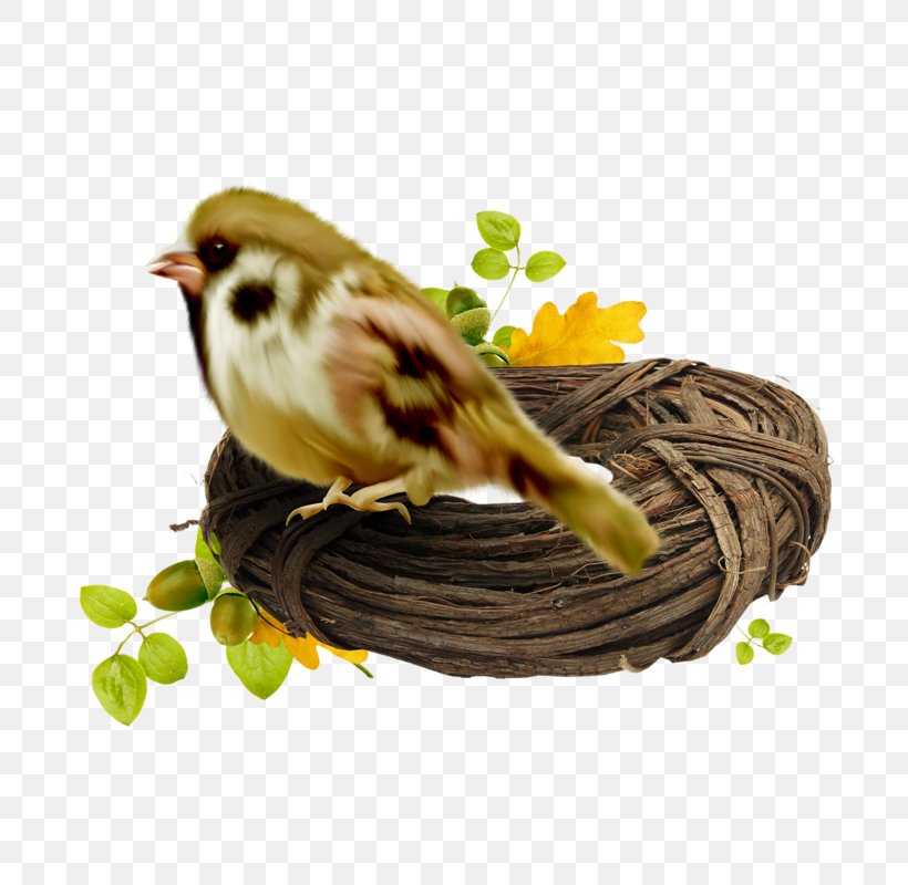 House Sparrow Bird Nest Swallow American Sparrows, PNG, 800x800px, House Sparrow, American Sparrows, Beak, Bird, Bird Nest Download Free