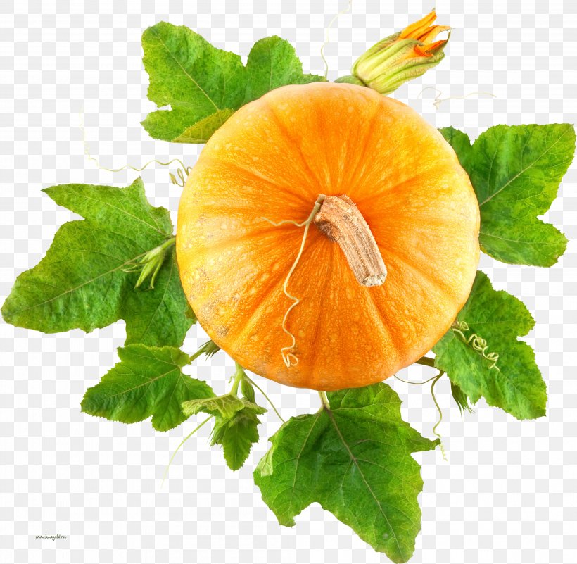 Pumpkin Bread Vegetable Leaf, PNG, 4008x3918px, Pumpkin, Calabaza, Cucurbita, Food, Fruit Download Free