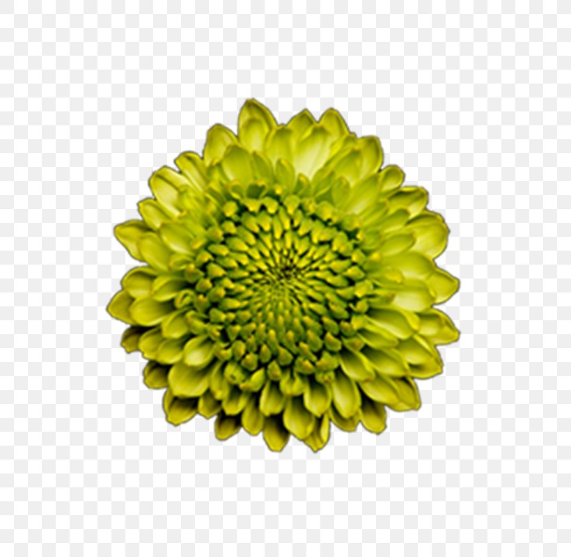 Bouquet Of Flowers Drawing, PNG, 800x800px, Flower, Chrysanthemum, Chrysanths, Cut Flowers, Dahlia Download Free