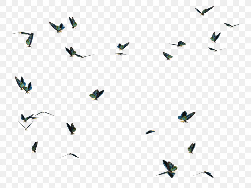 Butterfly Bird Photography Desktop Wallpaper, PNG, 1024x768px, Butterfly, Beak, Bird, Editing, Flock Download Free