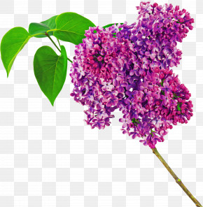 Flower Lilac Plant Lilac Purple PNG